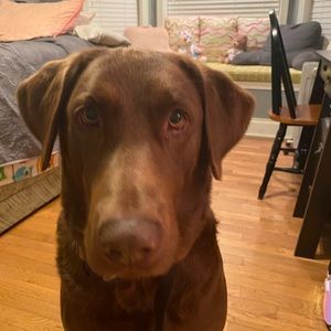 Meet your Posher, Millie